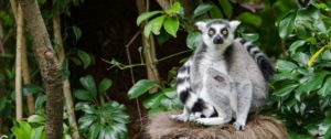 Lemur zoo