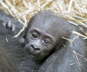Gorilí mládě - Pražská zoo
