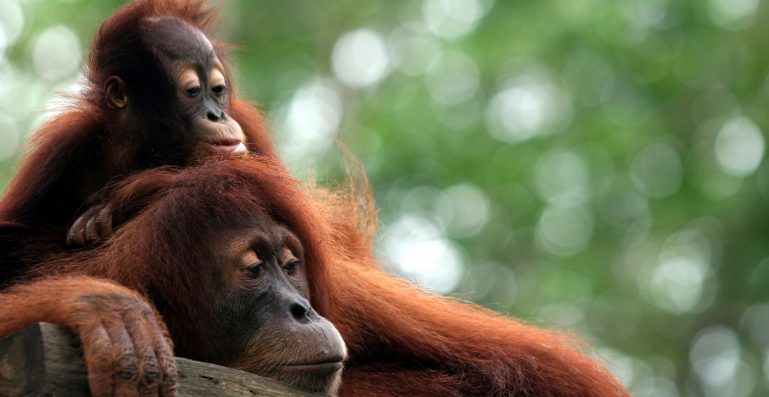 Orangutan zoo