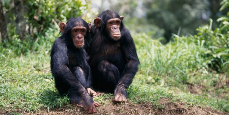 šimpanz zoo