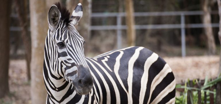 Zebra zoo
