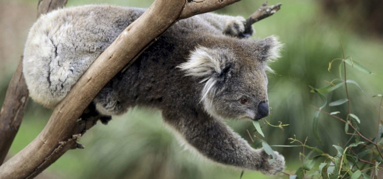 Koala zoo