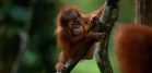 orangutan mládě zoo