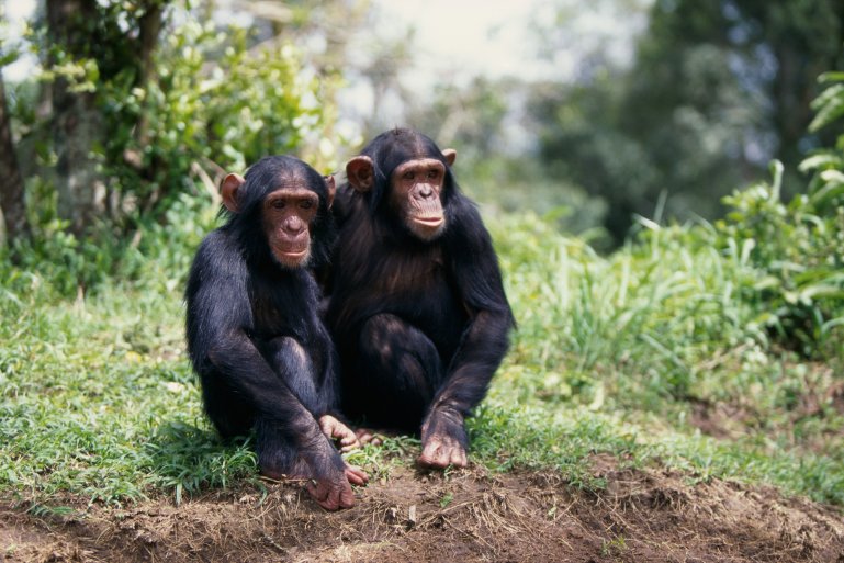 Šimpanz zoo